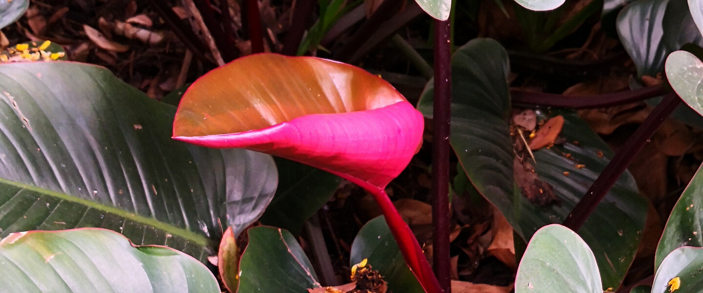 picture of a philodendron